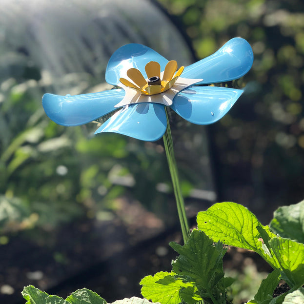 Nottinghamshire Hospice Forget-Me-Not Flowers (4653153714236)