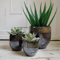 Indoor Plant Pots with Black Green Glaze (6601383018556)