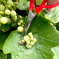 Japanese Grape Pruning Snips (4652120768572)