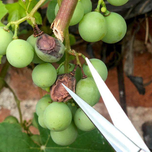 Japanese Grape Pruning Snips (4652120768572)