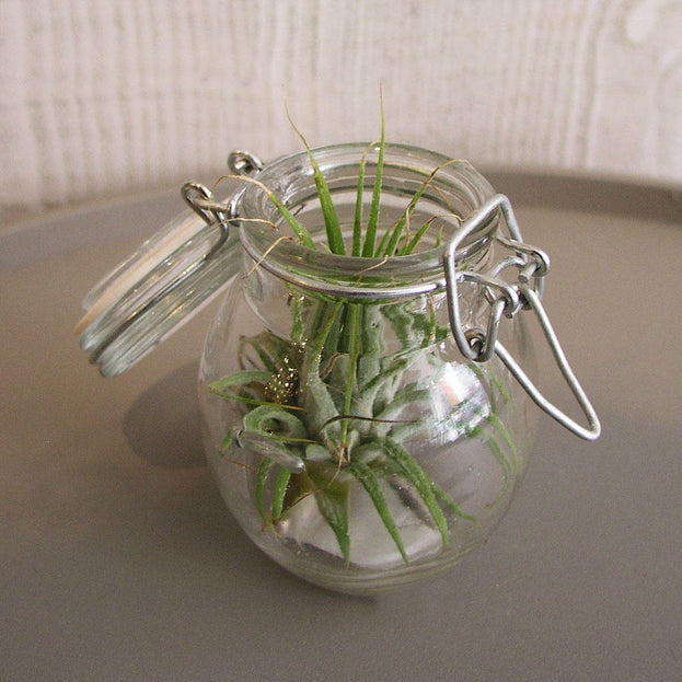 Mini Jar Terrarium (4648678064188)