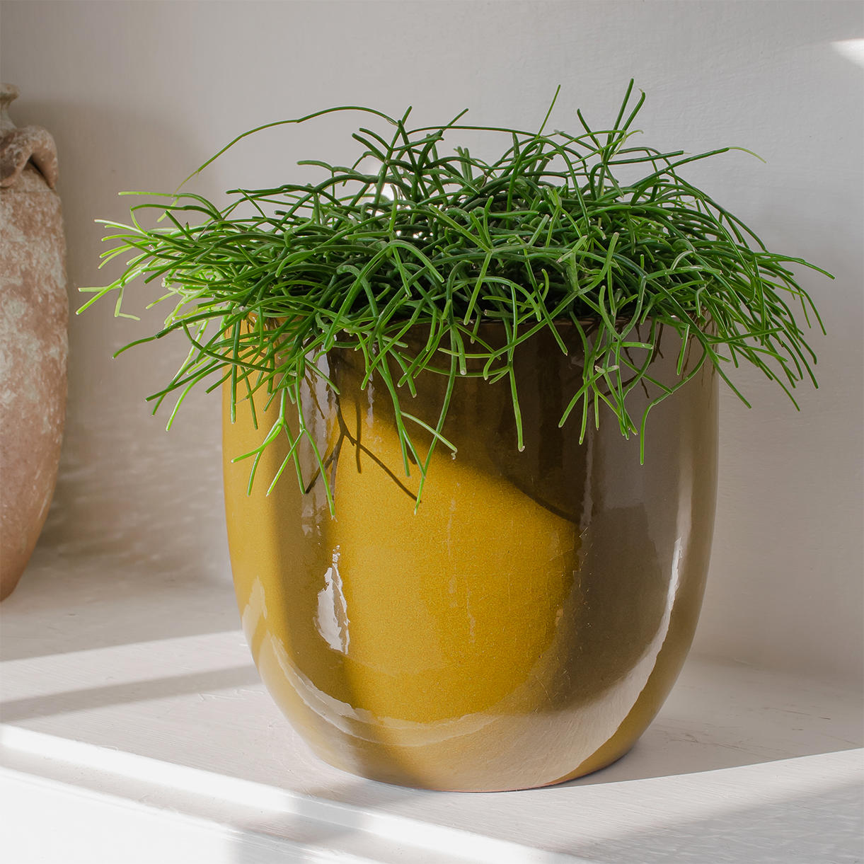 large yellow plant pot uk Buy Mustard Glazed Indoor Plant Pot — The Worm that Turned