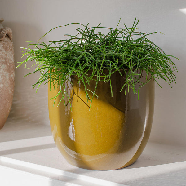 mustard yellow indoor plant pot Mustard Glazed Indoor Plant Pot