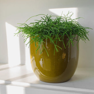 large mustard indoor plant pot Serax Glazed Shades pot, Mustard