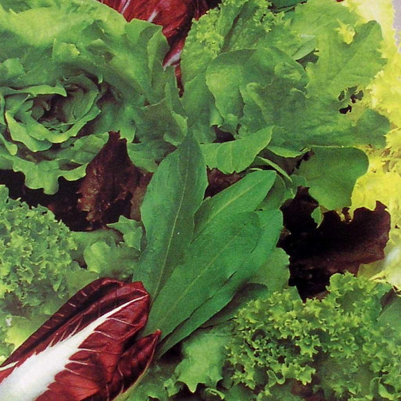 Lettuce & Salad Leaf Seeds (4647868792892)