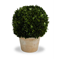 Preserved Topiary Ball with Planter (4653373259836)