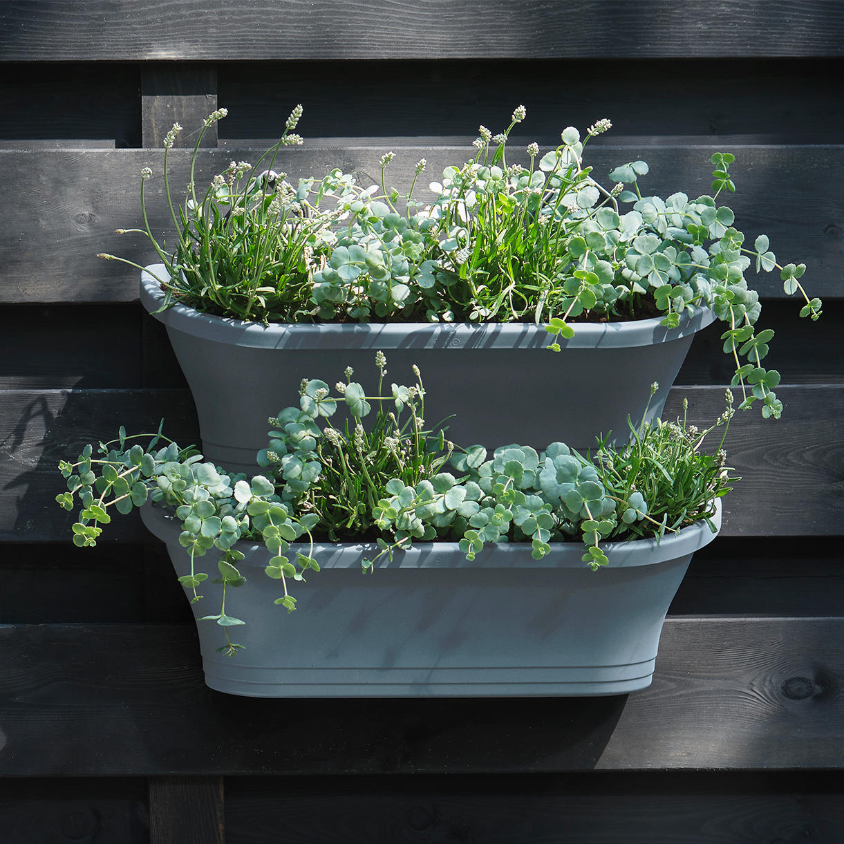 hanging troughs for plants Buy 2 Vertical Hanging Wall Troughs — The Worm that Turned