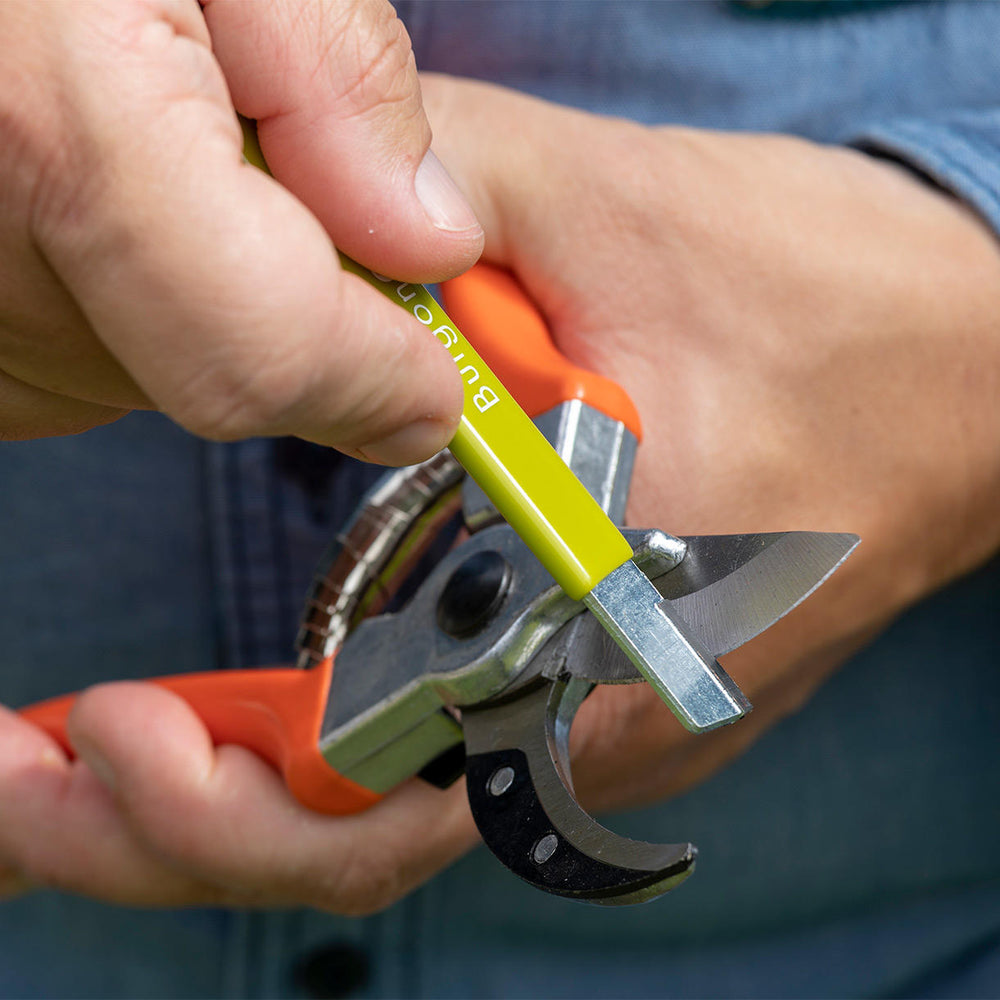 A gardener sharpens a secateur
