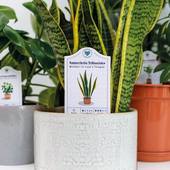 Set of 30 Houseplant Care Labels (7044918247484)