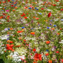 Classic Meadow Mix Seeds (6872629510204)