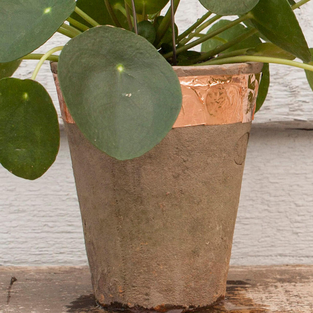 copper tape for plant pots Buy Roll of Copper Tape — The Worm that Turned