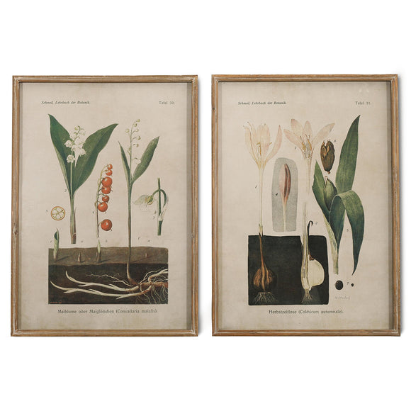 Set of 2 Botanical Boxed Prints (7148442746940)
