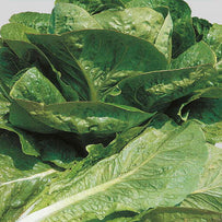 Lettuce & Salad Leaf Seeds (4647868792892)