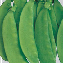 Peas & Beans Seeds (4647870234684)