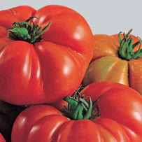 Italian Tomato Seeds (4647876853820)