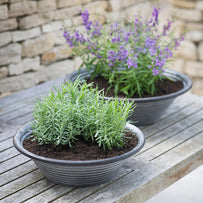 Zinc Herb Bowl Planters (4649458106428)